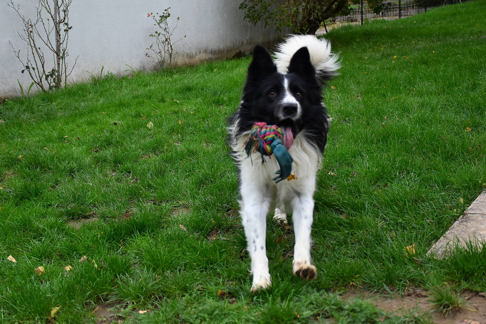 Isko a rejoint le concours — aidez-le/la à gagner de superbes lots ! border_collie, canidae, carnivore, companion_dog, dog, dog_breed, drentse_patrijshond, english_shepherd, french_spaniel, herding_dog, large_munsterlander, mammal, rare_breed_dog, small_munsterlander, sporting_group, stabyhoun, vertebrate, wetterhoun