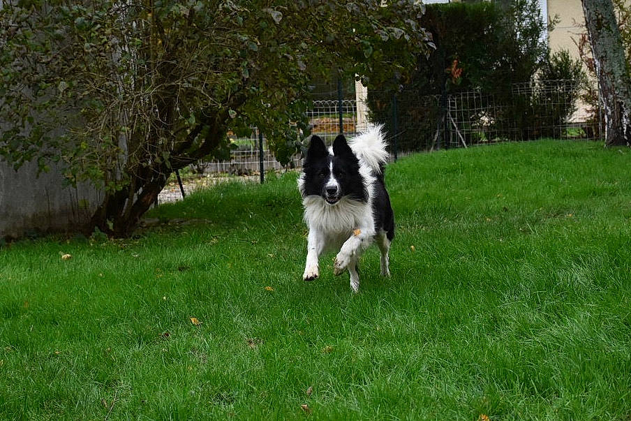 Isko participe au concours pour gagner de l'argent avec cette photo : border_collie, canidae, carnivore, dog, dog_breed, grass, herding_dog, karelian_bear_dog, landseer, lawn, mammal, siberian_husky, sporting_group, stabyhoun, tail, vertebrate
