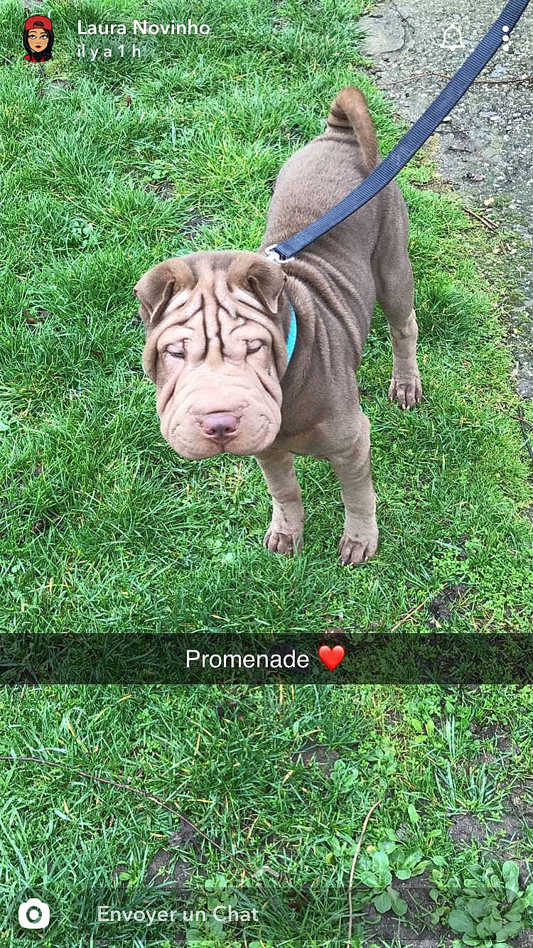 Cookie participe au concours pour gagner de l'argent avec cette photo : canidae, carnivore, dog, dog_breed, fawn, grass, mammal, molosser, neapolitan_mastiff, non_sporting_group, ori_pei, shar_pei, sporting_group, vertebrate