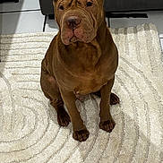 Cookie participe au concours pour gagner de l'argent avec cette photo : animal, brown_dog, calm, canine, companion, couch, dog, domestic, floor, furniture, indoor, looking_away, mammal, paw, pet, portrait, rug, sitting, tile_floor, wrinkled_skin