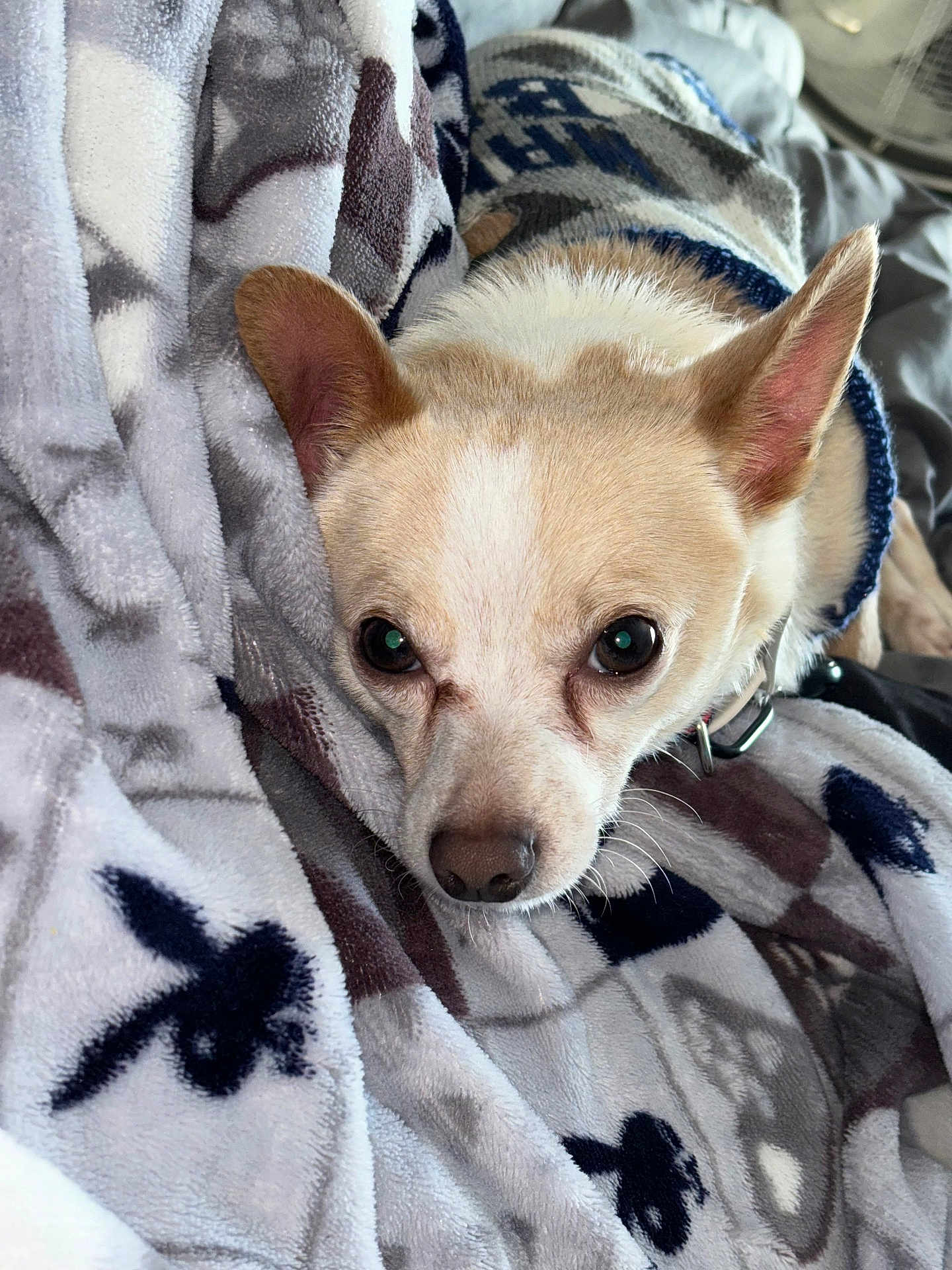 Chico
