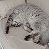 cat, sleeping, fluffy, gray_fur, longhaired, pet, animal, couch, sofa, cushions, indoor, home, relaxed, lying_down, upside_down, paws, whiskers, cozy, portrait, furniture