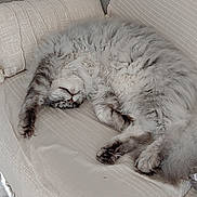Wolf a rejoint le concours — aidez-le/la à gagner de superbes lots ! cat, sleeping, fluffy, gray_fur, indoors, sofa, couch, cushions, cozy, relaxed, upside_down, belly_up, paws, whiskers, pet, home, living_room, furniture, portrait, cute