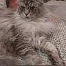 Wolf participe au concours pour gagner de l'argent avec cette photo : cat, fluffy_cat, long_hair, gray_cat, tabby, pet, animal, portrait, face, eyes, whiskers, ears, fur, lying_down, bed, blanket, indoors, phone_screenshot, app_icons, french_text