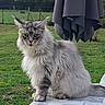 Wolf a rejoint le concours — aidez-le/la à gagner de superbes lots ! cat, maine_coon, fluffy, gray_fur, long_hair, outdoor, garden, grass, seated, portrait, animal, pet, whiskers, pointed_ears, yellow_eyes, table, tablecloth, backyard, fence, dramatic_expression