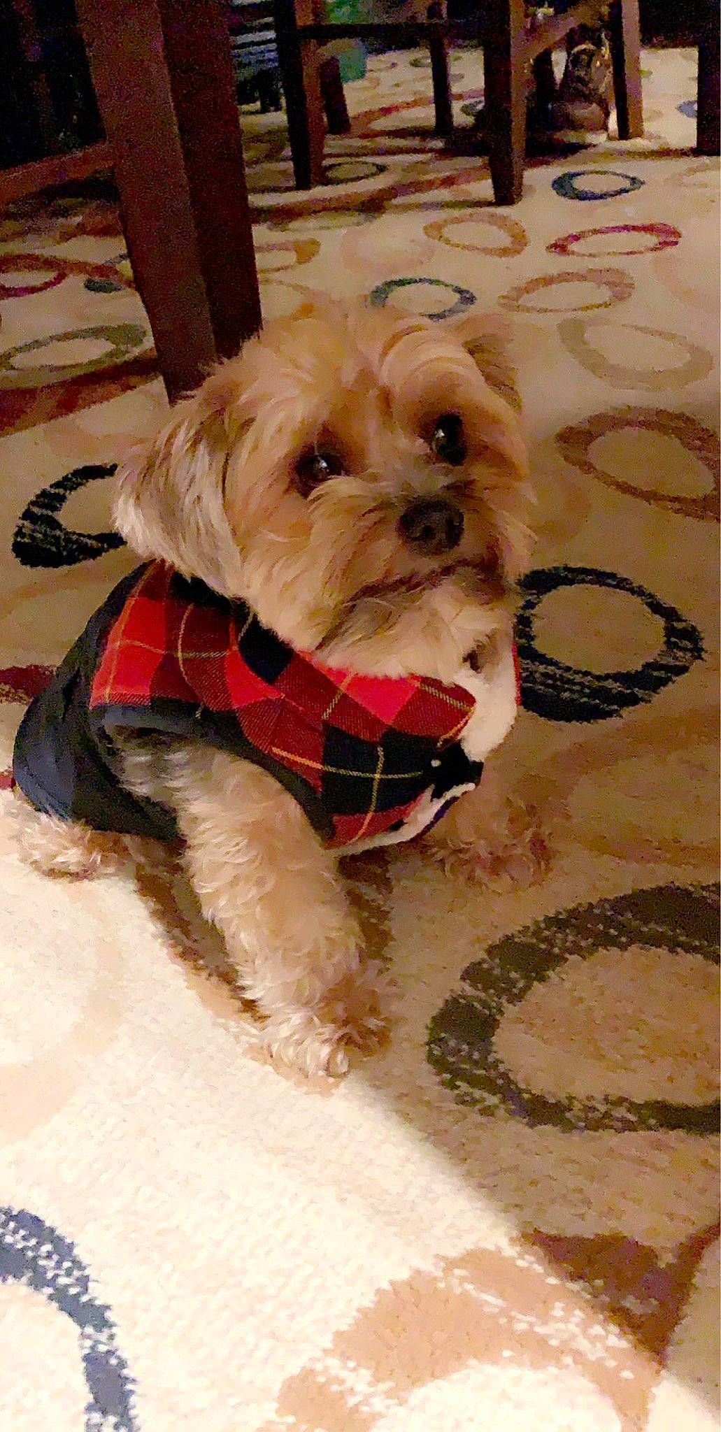 Enzo is registered to the contest to win money with this photo: canidae, carnivore, chinese_imperial_dog, companion_dog, dog, dog_breed, dog_clothes, lhasa_apso, maltepoo, maltese, mammal, morkie, puppy, schnoodle, shih_tzu, snout, terrier, toy_dog, vertebrate, yorkshire_terrier
