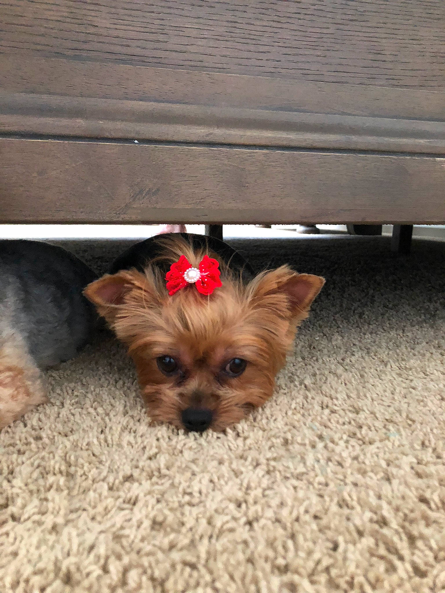 Giavanna joined the competition — help win amazing prizes! australian_terrier, cairn_terrier, canidae, carnivore, chinese_imperial_dog, companion_dog, dog, dog_breed, mammal, morkie, norfolk_terrier, norwich_terrier, puppy, rare_breed_dog, shih_tzu, small_terrier, terrier, toy_dog, yorkipoo, yorkshire_terrier