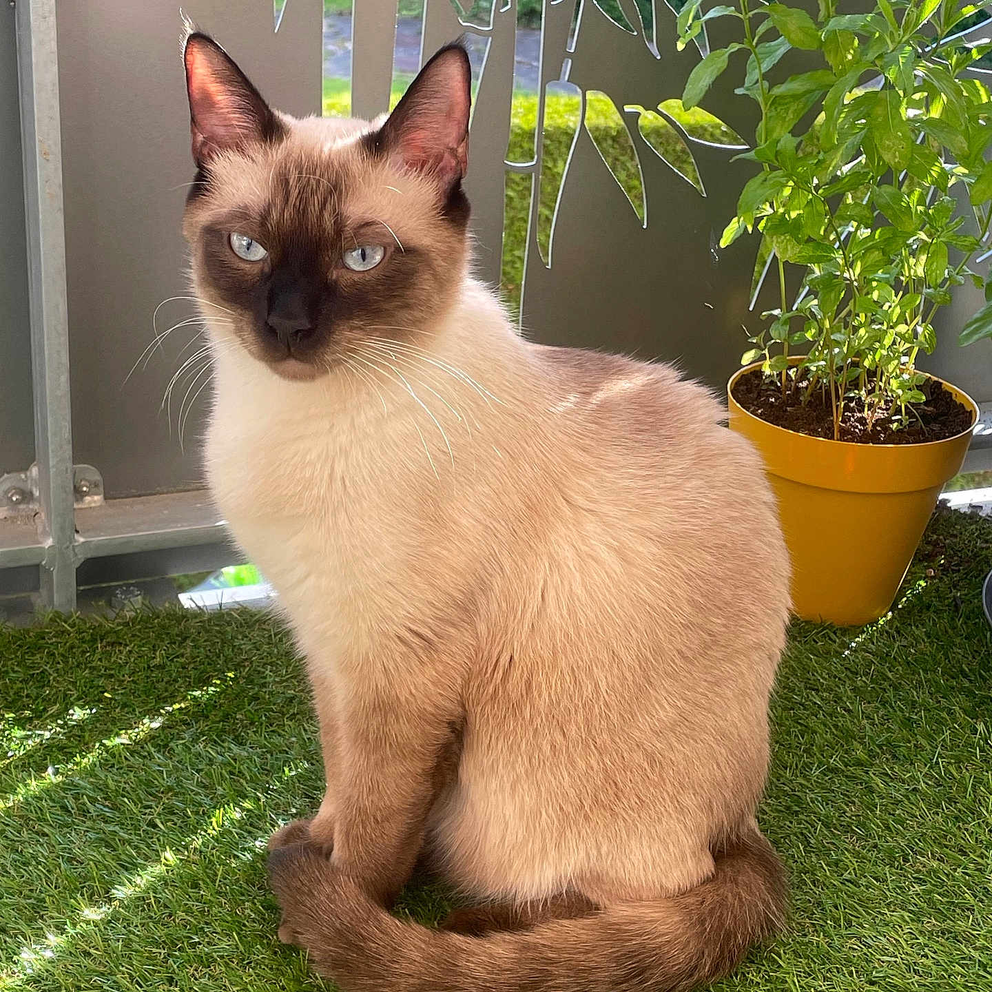 Usher a rejoint le concours — aidez-le/la à gagner de superbes lots ! animal, cat, cookware, grass, green, herbal, herbs, jar, leaf, nature, outdoors, pet, plant, planter, pot, pottedplant, pottery, siamese, vase, yard
