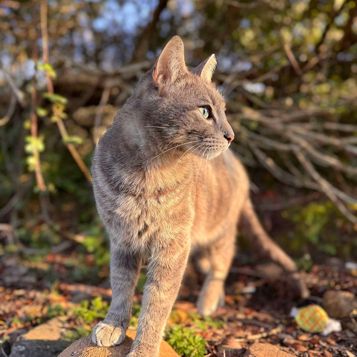 Grisgittu a rejoint le concours — aidez-le/la à gagner de superbes lots ! abyssinian, angora, animal, cat, egyptiancat, gravel, kitten, lynx, manx, moss, nature, outdoors, pet, plant, road, rock, rubble, slate, soil, wilderness