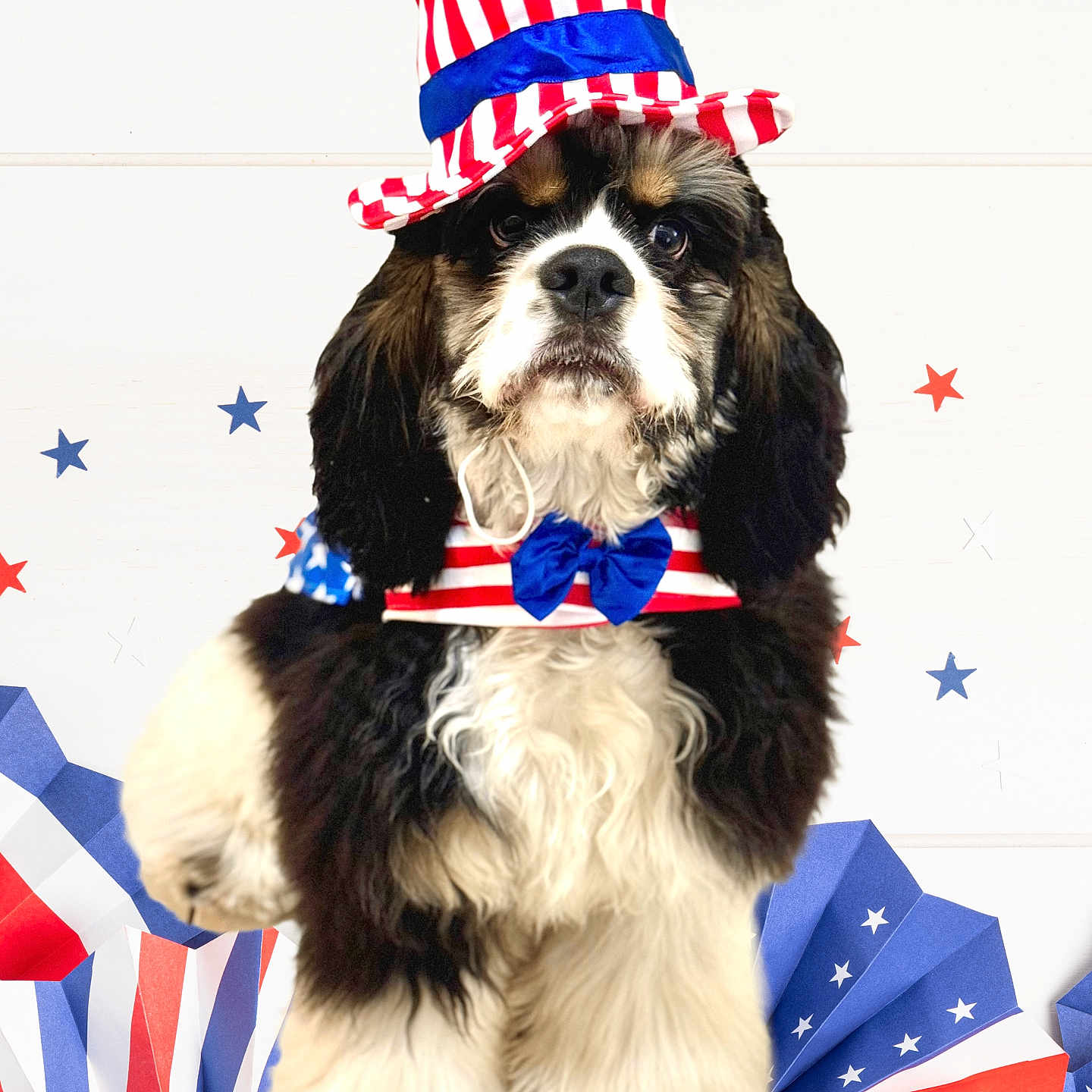 Bingo joined the competition — help win amazing prizes! americanflag, animal, canine, circus, clothing, cockerspaniel, costume, dog, face, flag, hat, head, hound, leisureactivities, partyhat, person, pet, photography, puppy, terrier