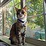 Loki joined the competition — help win amazing prizes! cat, tabby, pet, animal, windowsill, window, collar, indoor, sunlight, nature, greenery, leafy, feline, domestic_cat, sitting, fur, whiskers, daylight, house, curious