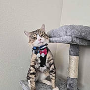 Loki is registered to the contest to win money with this photo: cat, tabby, glasses, bow_tie, harness, cat_tree, plush, gray, indoor, pet, feline, sitting, cute, funny, animal, whiskers, ears, paws, collar, playful