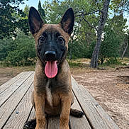 Aïko participe au concours pour gagner de l'argent avec cette photo : animal, black_muzzle, brown_fur, canine, dog, ears_up, forest, happy, nature, outdoor, park, pet, playful, puppy, sitting, sunlight, tongue_out, trees, wooden_table, young_dog