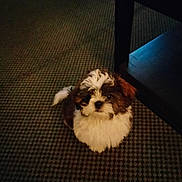 Bobo joined the competition — help win amazing prizes! puppy, dog, small_dog, fluffy, brown_and_white, carpet, patterned_carpet, indoor, table, table_leg, furniture, sitting, looking_up, cute, pet, fur, low_light, home, curious, companion