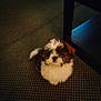 puppy, dog, small_dog, fluffy, brown_and_white, carpet, patterned_carpet, indoor, table, table_leg, furniture, sitting, looking_up, cute, pet, fur, low_light, home, curious, companion