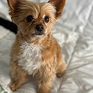 Perle participe au concours pour gagner de l'argent avec cette photo : adorable, animal, bed, brown_dog, canine, companion, cute, dog, domestic_animal, ears, fluffy, friendly, fur, indoors, looking_up, pet, quilt, sitting, small_dog, white_chest