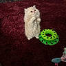kitten, cat, fluffy, standing, carpet, maroon, toy, green, fish_toy, indoor, curious, pet, small, cute, feline, playful, animal, fur, looking_up, cozy