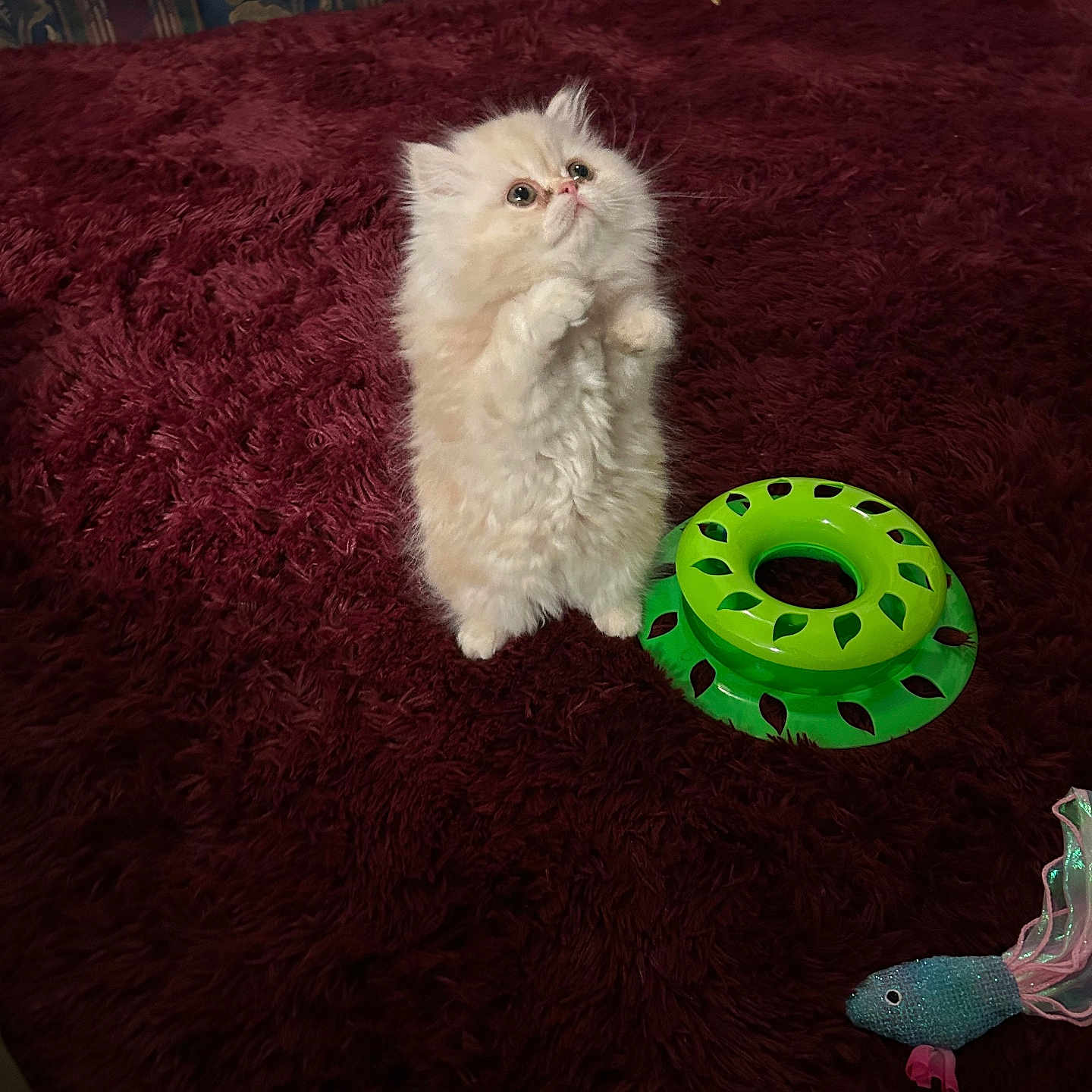 Mochi is registered to the contest to win money with this photo: kitten, cat, fluffy, standing, carpet, maroon, toy, green, fish_toy, indoor, curious, pet, small, cute, feline, playful, animal, fur, looking_up, cozy
