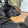 Duke joined the competition — help win amazing prizes! animal, architecture, building, canine, couch, dog, door, furniture, germanshepherd, hardwood, indoors, interiordesign, labradorretriever, livingroom, pet, puppy, room, shelf, snout, wood
