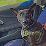 Duke is registered to the contest to win money with this photo: accessories, alloywheel, animal, belt, canine, car, carwheel, cushion, dog, homedecor, hound, machine, pet, puppy, spoke, strap, tire, transportation, vehicle, wheel