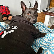 Duke joined the competition — help win amazing prizes! animal, baby, bed, bedroom, blanket, canine, clothing, computer, couch, dog, electronics, furniture, hoodie, indoors, laptop, pc, person, pet, puppy, room