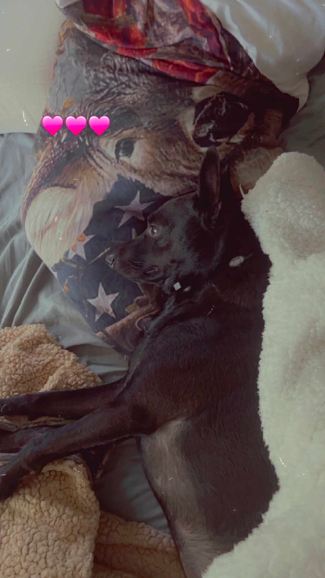 Duke joined the competition — help win amazing prizes! accessories, animal, blanket, canine, cat, clothing, couch, cushion, dog, furniture, greatdane, hat, homedecor, hound, labradorretriever, linen, pet, puppy, quilt, velvet