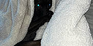 Duke is registered to the contest to win money with this photo: animal, bed, blackcat, blanket, canine, cat, clothing, couch, dog, fleece, furniture, homedecor, hound, labradorretriever, laundry, linen, pet, puppy, quilt, towel