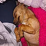 Molly joined the competition — help win amazing prizes! animal, blanket, brown_dog, comfort, cozy, cute, dog, fur, fur_texture, indoor, nap, paw, peaceful, pet, pink_blanket, relaxed, resting, sleeping, small_dog, snug