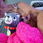Molly joined the competition — help win amazing prizes! arm, blanket, close_up, comfort, cozy, cuddle, cute, dog, furry, indoor, person, pet, pink, plush, relaxing, shoulder, small_dog, stuffed_animal, tattoo, toy