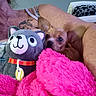 arm, blanket, close_up, comfort, cozy, cuddle, cute, dog, furry, indoor, person, pet, pink, plush, relaxing, shoulder, small_dog, stuffed_animal, tattoo, toy