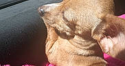 Molly joined the competition — help win amazing prizes! animal, brown_dog, car_window, close_up, companion, cozy, cute, daylight, dog, ear, fur, indoors, pet, pink_blanket, relaxation, resting, sleeping, small_dog, snout, sunlight