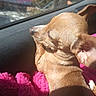 animal, brown_dog, car_window, close_up, companion, cozy, cute, daylight, dog, ear, fur, indoors, pet, pink_blanket, relaxation, resting, sleeping, small_dog, snout, sunlight