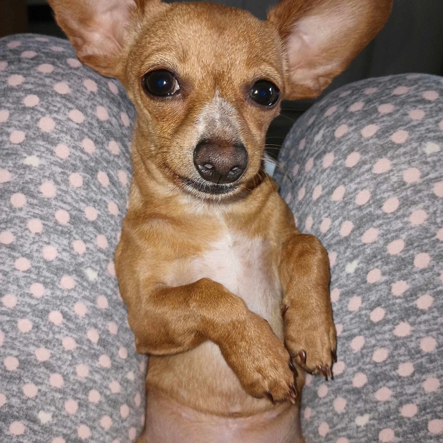 Molly