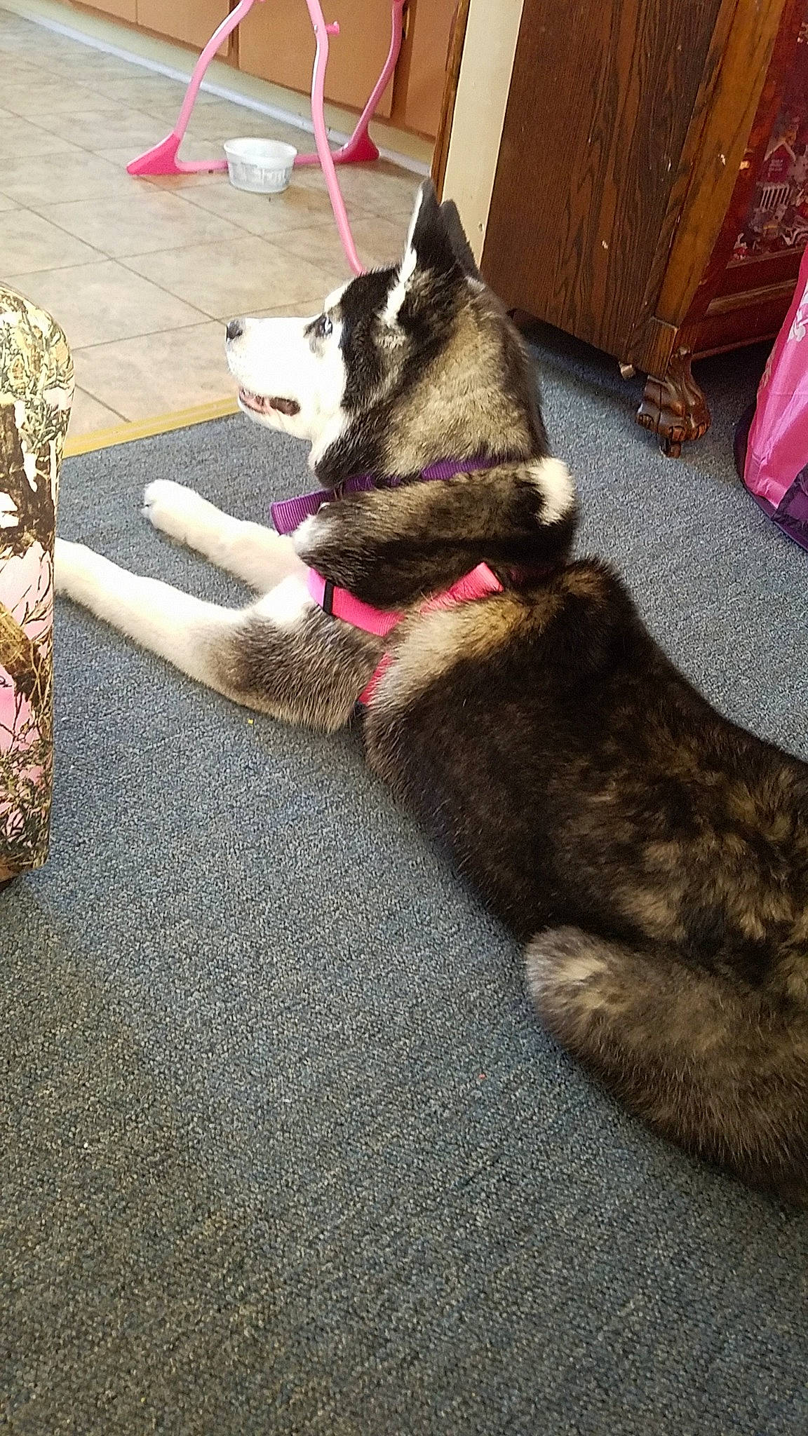 Luna Rae is registered to the contest to win money with this photo: cabinetry, canidae, carmine, carnivore, collar, comfort, companion_dog, dog, dog_breed, floor, flooring, foot, fur, road_surface, sidewalk, small_to_medium_sized_cats, sporting_group, tail, vertebrate, working_animal