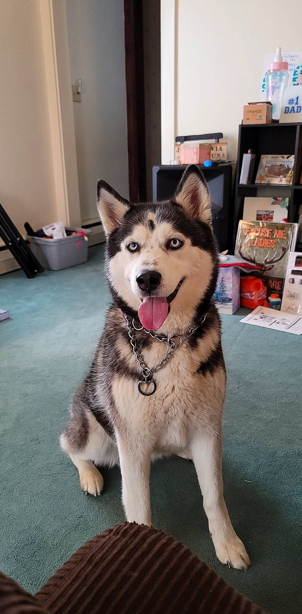 Luna Rae joined the competition — help win amazing prizes! ancient_dog_breeds, art, box, carnivore, collar, companion_dog, dog, dog_breed, dog_collar, dog_supply, door, flooring, fur, mirror, picture_frame, sled_dog, tail, window, working_animal, working_dog