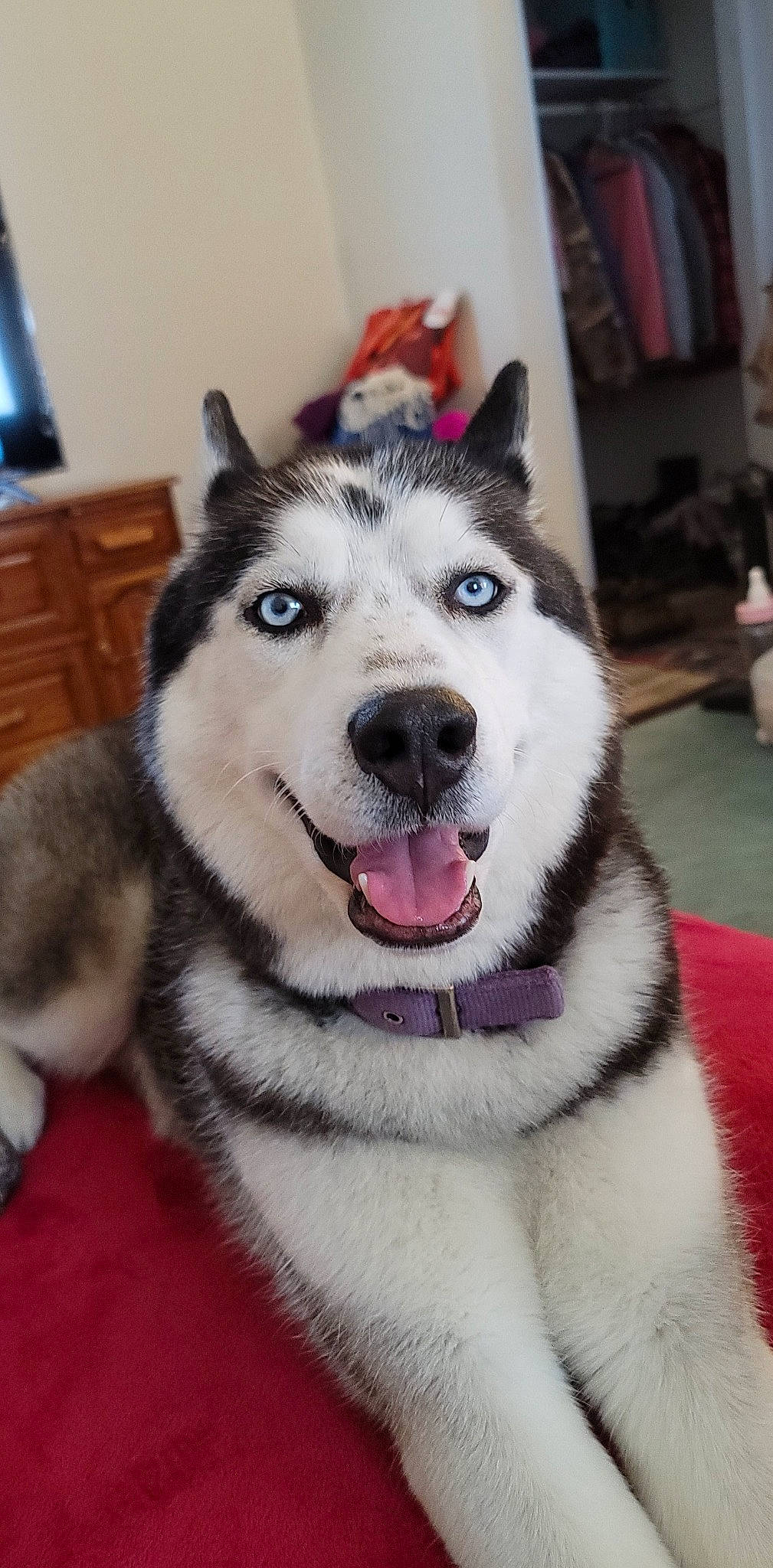 Luna Rae is registered to the contest to win money with this photo: art, canidae, canis, carnivore, collar, companion_dog, dog, dog_breed, eye, fur, head, iris, jaw, sled_dog, snout, sporting_group, terrestrial_animal, whiskers, working_animal, working_dog