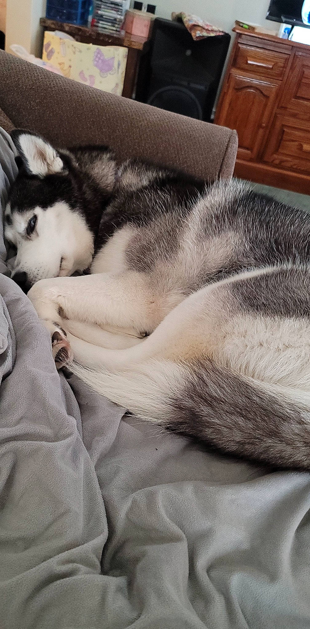 Luna Rae joined the competition — help win amazing prizes! carnivore, cat, cloud, comfort, companion_dog, dog_breed, fawn, felidae, fur, grey, human_leg, linens, mountain, paw, sky, small_to_medium_sized_cats, snout, sporting_group, tail, whiskers