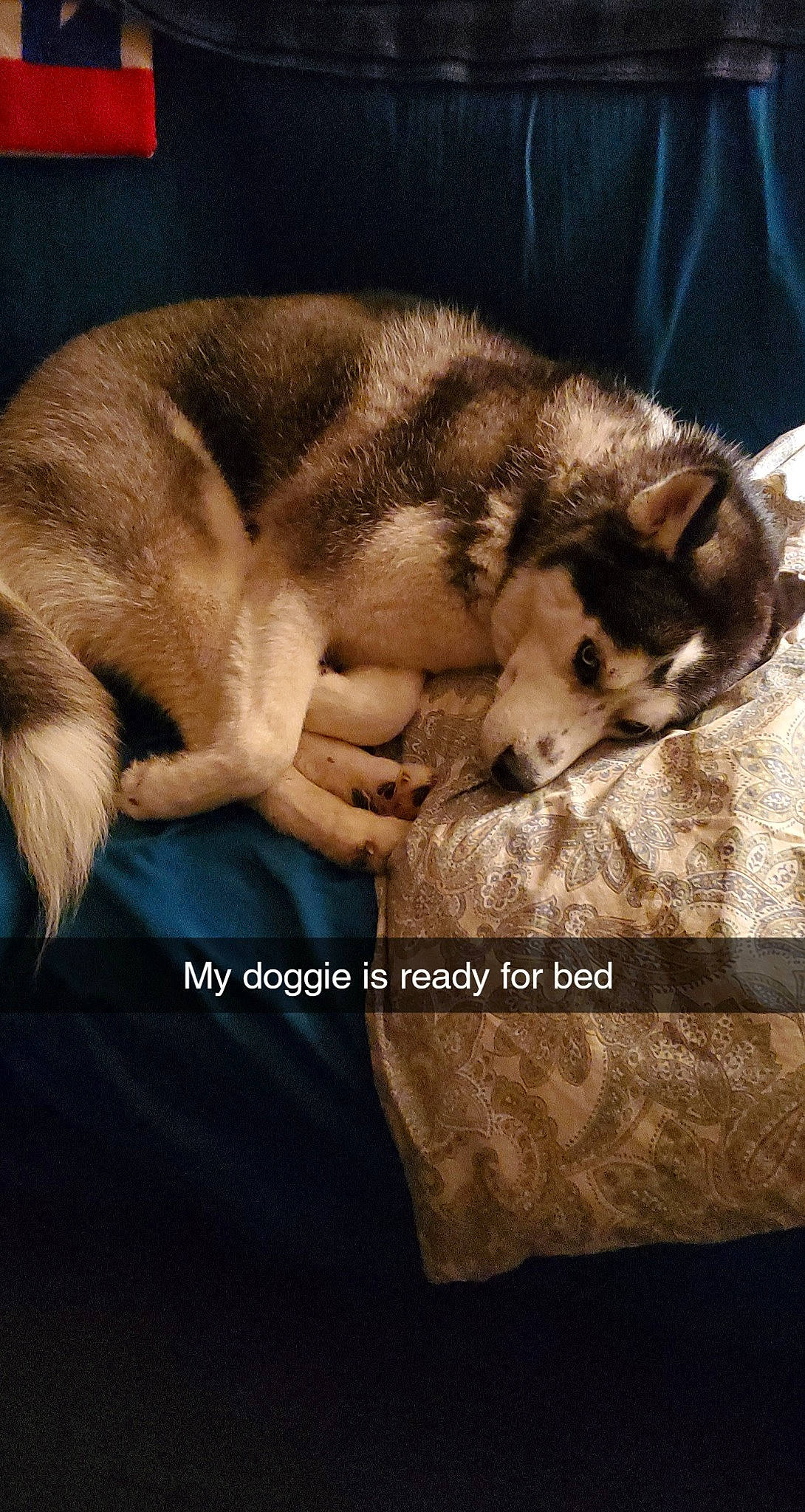 Luna Rae joined the competition — help win amazing prizes! canidae, canis, carnivore, cloud, comfort, companion_dog, dog, dog_breed, fawn, fur, nap, paw, photo_caption, siberian_husky, sky, snout, sporting_group, tail, terrestrial_animal, wolf