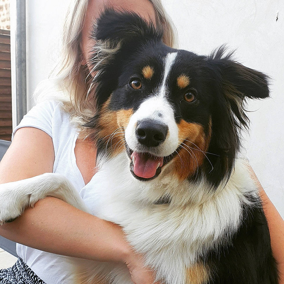 Orka participe au concours pour gagner de l'argent avec cette photo : australian_collie, australian_shepherd, bernese_mountain_dog, border_collie, canidae, carnivore, companion_dog, dog, dog_breed, english_shepherd, herding_dog, mammal, rare_breed_dog, snout, sporting_group, vertebrate, welsh_sheepdog, working_dog