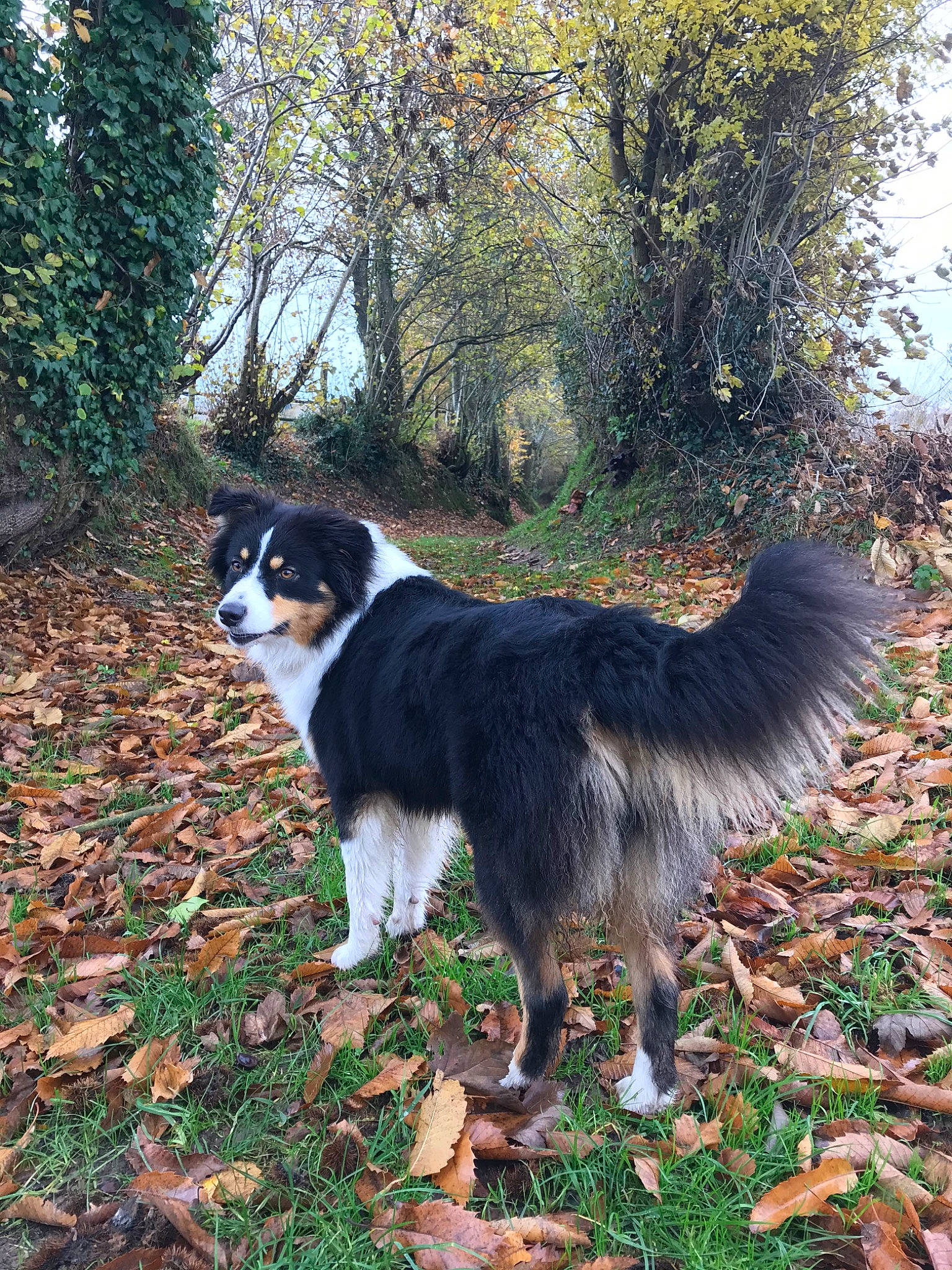 Orka participe au concours pour gagner de l'argent avec cette photo : australian_collie, australian_shepherd, border_collie, canidae, carnivore, dog, dog_breed, english_shepherd, herding_dog, mammal, miniature_australian_shepherd, sporting_group, tail, tree, vertebrate, working_dog