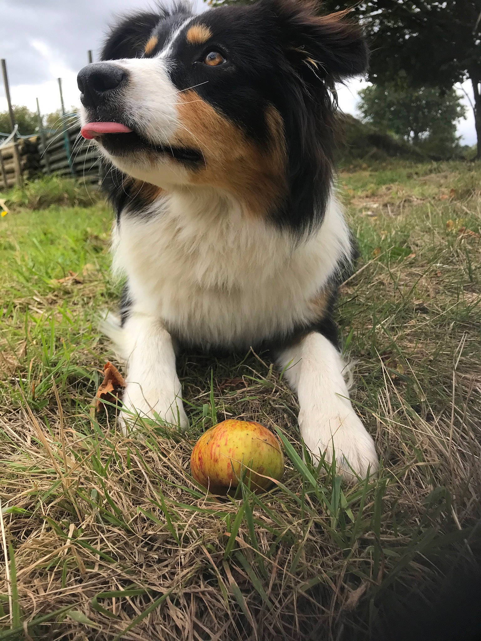 Orka participe au concours pour gagner de l'argent avec cette photo : australian_collie, australian_shepherd, border_collie, canidae, carnivore, companion_dog, dog, dog_breed, english_shepherd, grass, herding_dog, mammal, miniature_australian_shepherd, plant, snout, sporting_group, welsh_sheepdog