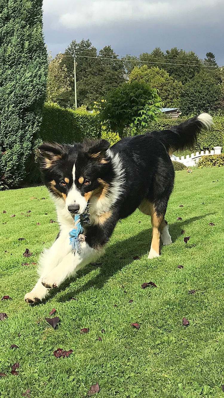 Orka a rejoint le concours — aidez-le/la à gagner de superbes lots ! australian_collie, australian_shepherd, border_collie, canidae, carnivore, companion_dog, dog, dog_breed, english_shepherd, grass, herding_dog, mammal, rare_breed_dog, sporting_group, tail, vertebrate, welsh_sheepdog, working_dog