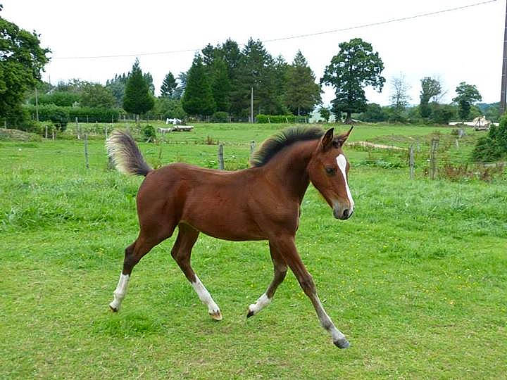 Delta De Loisel a rejoint le concours — aidez-le/la à gagner de superbes lots ! colt, foal, grassland, horse, horse_supplies, landscape, liver, livestock, mammal, mane, mare, meadow, mustang_horse, pack_animal, pasture, ranch, sorrel, stallion, vertebrate