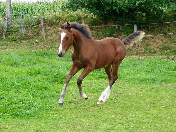 Delta De Loisel participe au concours pour gagner de l'argent avec cette photo : colt, foal, grassland, horse, liver, livestock, mammal, mane, mare, mustang_horse, pasture, sorrel, stallion, terrestrial_animal, vertebrate, wildlife, working_animal