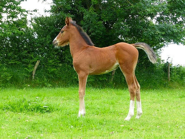 Delta De Loisel a rejoint le concours — aidez-le/la à gagner de superbes lots ! colt, fawn, foal, grassland, horse, liver, livestock, mammal, mane, mare, meadow, mustang_horse, pasture, sorrel, stallion, terrestrial_animal, vertebrate, wildlife