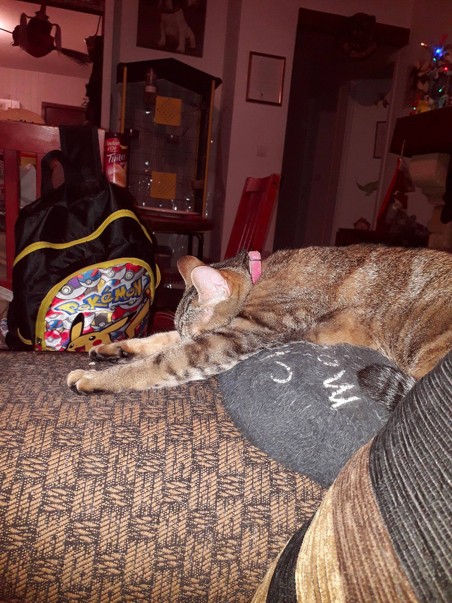 Olive a rejoint le concours — aidez-le/la à gagner de superbes lots ! bedroom, cat, couch, felidae, furniture, linens, living_room, room, small_to_medium_sized_cats