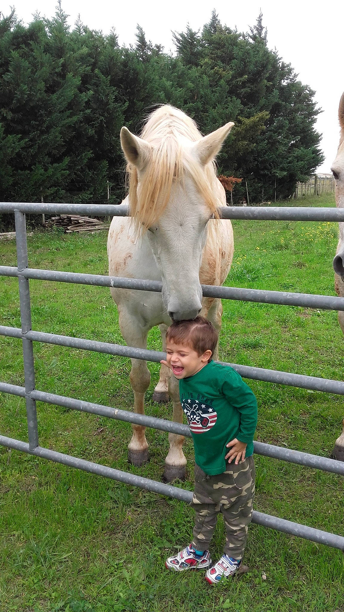 Thor a rejoint le concours — aidez-le/la à gagner de superbes lots ! bridle, colt, farm, fawn, fence, grass, horse, horse_tack, joy, landscape, livestock, mammal, mane, mare, mustang_horse, pasture, person, plant, pony, ranch