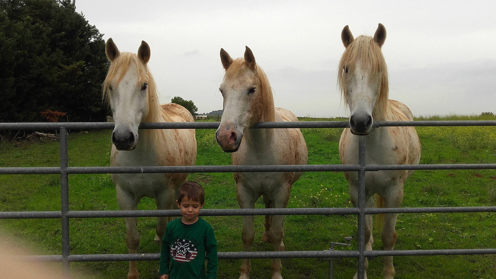 Thor a rejoint le concours — aidez-le/la à gagner de superbes lots ! colt, farm, fence, foal, grassland, horse, landscape, mammal, mane, mare, mustang_horse, pack_animal, pasture, person, przewalskis_horse, ranch, rural_area, snout, stallion, vertebrate