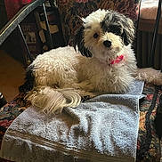 Ellie is registered to the contest to win money with this photo: animal, black_and_white, chair, collar, cozy, cute, decor, dog, domestic, fluffy, fur, furniture, home, indoor, laying, pet, plant, portrait, relaxing, towel