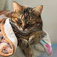 Nouna joined the competition — help win amazing prizes! cat, tabby_cat, pet, animal, fur, whiskers, blanket, cozy, relaxed, indoor, closeup, paws, sleepy, cute, feline, soft, resting, comfort, home, portrait